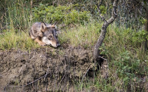 Lupo ucciso a colpi d’arma da fuoco a Sommo: allarme bracconaggio nel Pavese