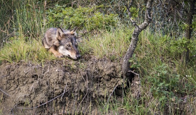 Lupo ucciso a colpi d’arma da fuoco a Sommo: allarme bracconaggio nel Pavese