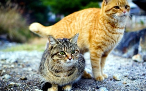 Pavia sostiene le colonie feline: in arrivo sacchi di cibo per i gatti del territorio