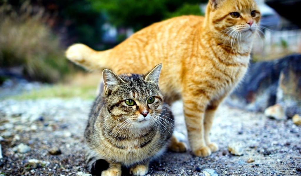 Pavia sostiene le colonie feline: in arrivo sacchi di cibo per i gatti del territorio