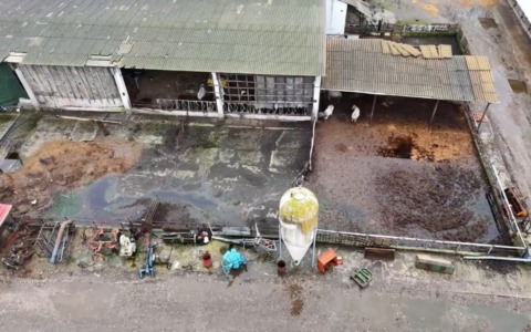 Allevamento lager a Giussago: animali abbandonati tra liquami e carcasse in decomposizione