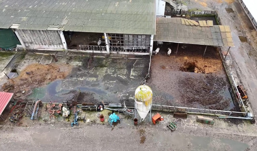 Allevamento lager a Giussago: animali abbandonati tra liquami e carcasse in decomposizione