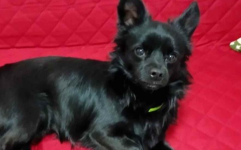 Una nuova vita per Bimbo: il piccolo cane del Rifugio Enpa di Voghera trova finalmente casa