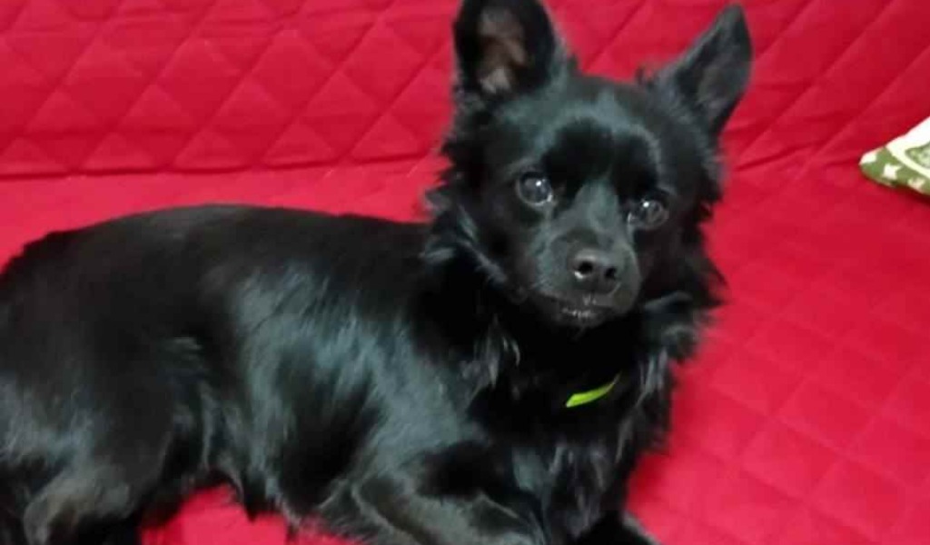 Una nuova vita per Bimbo: il piccolo cane del Rifugio Enpa di Voghera trova finalmente casa