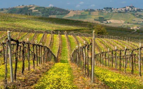 Oltrepò Pavese, export del vino in crescita del 60%: sei volte la media italiana