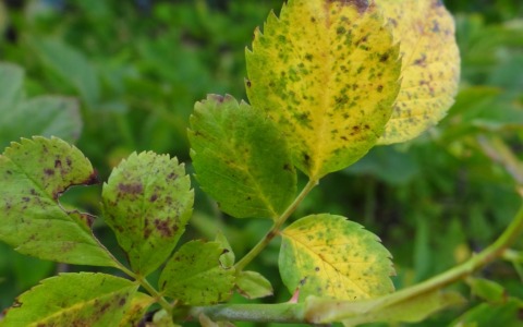 Peronospora in Oltrepò Pavese: due anni di attesa senza ristori per le aziende vitivinicole
