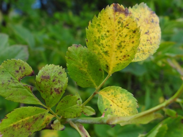 Peronospora, verso i ristori per i viticoltori: danni per oltre 25 milioni di euro nell’Oltrepò Pavese
