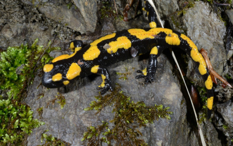 L’Italia selvatica in due volumi: a Pavia il debutto dei nuovi Atlanti della biodiversità