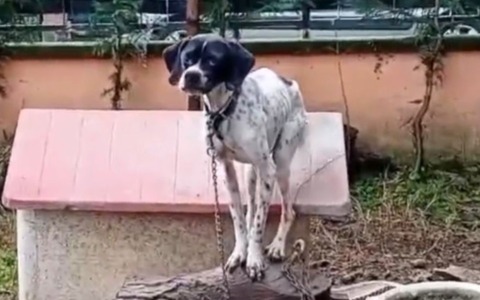 Orrore a Valle Salimbene: salvati quattro cani malnutriti e legati a una catena