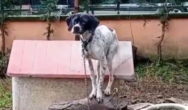 Orrore a Valle Salimbene: salvati quattro cani malnutriti e legati a una catena