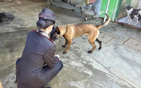 Mentre denunciano un 25enne per droga, scoprono e salvano anche un cane denutrito