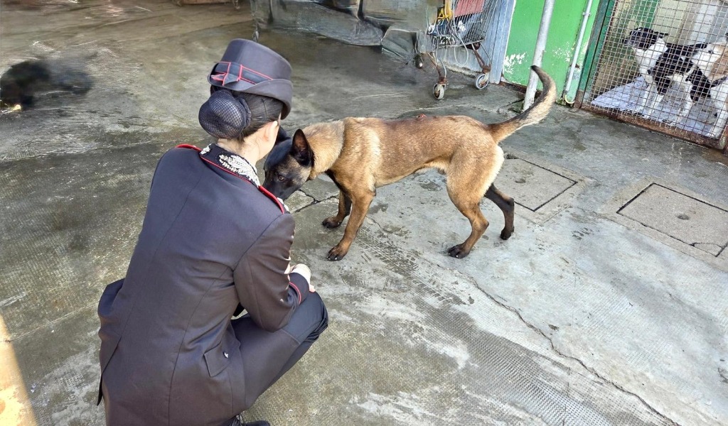 Mentre denunciano un 25enne per droga, scoprono e salvano anche un cane denutrito