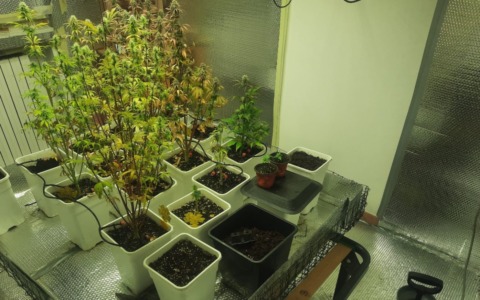 Il “fiuto” dei Carabinieri: intervengono per un furto, trovano una serra di marijuana dal vicino