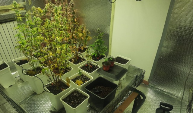 Il “fiuto” dei Carabinieri: intervengono per un furto, trovano una serra di marijuana dal vicino