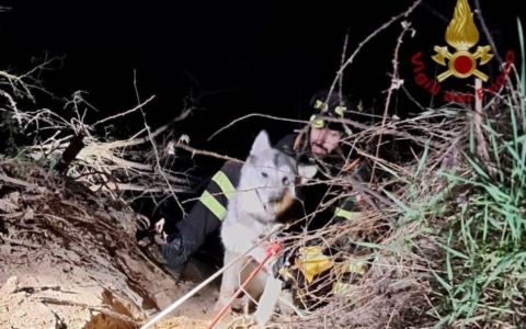 Cane bloccato sulla sponda del Ticino, salvato dai Vigili del Fuoco