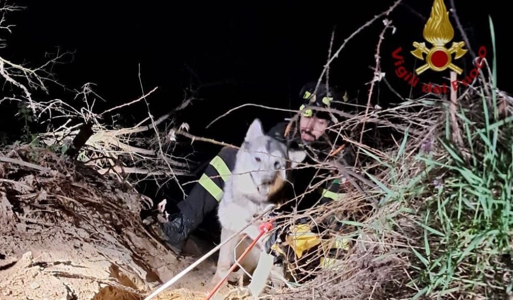 Cane bloccato sulla sponda del Ticino, salvato dai Vigili del Fuoco