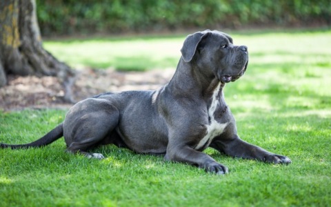 Orrore a Pavia: tenta di sgozzare il suo cane poi fugge nudo e insanguinato in strada