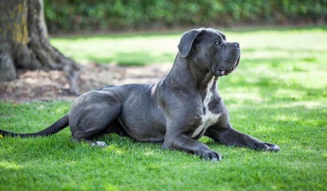 Orrore a Pavia: tenta di sgozzare il suo cane poi fugge nudo e insanguinato in strada