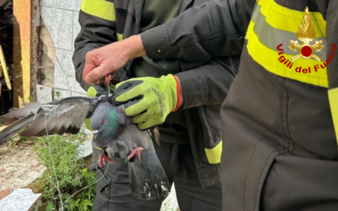 Incastrato in un filo da pesca: salvataggio a lieto fine per un piccione a Vidigulfo