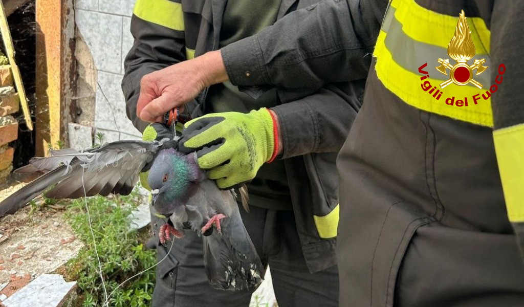 Incastrato in un filo da pesca: salvataggio a lieto fine per un piccione a Vidigulfo