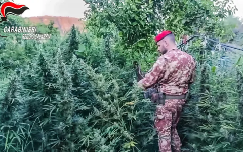 Da Belgioioso a Cagliari, blitz antidroga in undici province: due arresti e 236 piante di cannabis sequestrate