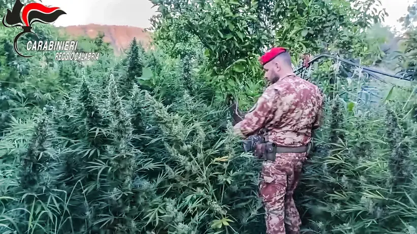 Da Belgioioso a Cagliari, blitz antidroga in undici province: due arresti e 236 piante di cannabis sequestrate