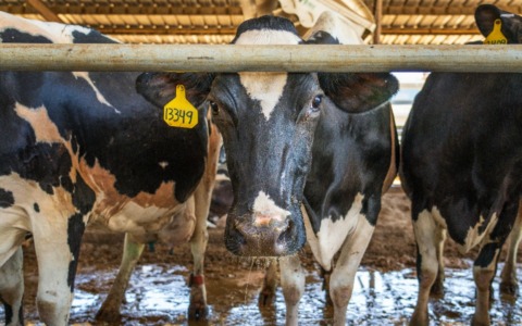 Pavia nella morsa dell’ammoniaca: il peso degli allevamenti sull’aria che respiriamo