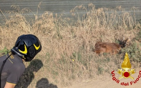 Capriolo finisce in un canale e non riesce più a risalire le sponde
