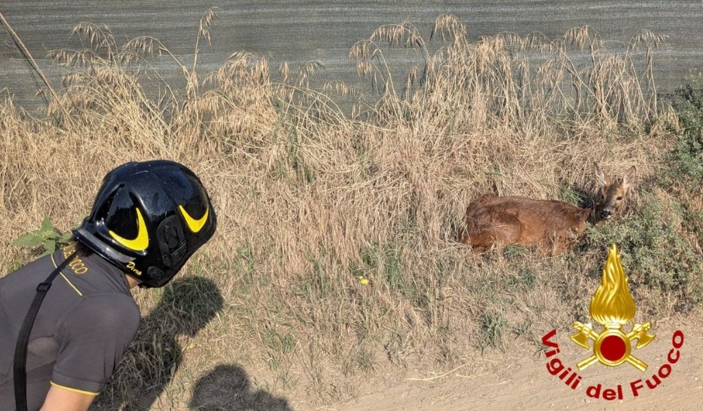 Capriolo finisce in un canale e non riesce più a risalire le sponde