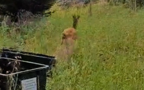 Stupore a Voghera: un giovane capriolo spaventato e disorientato si aggira nel centro città