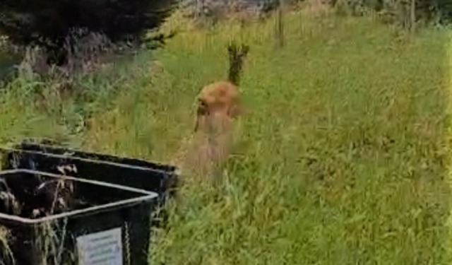 Stupore a Voghera: un giovane capriolo spaventato e disorientato si aggira nel centro città