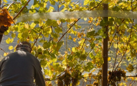 Vendemmia al via in Oltrepò Pavese: anticipo record per le alte temperature
