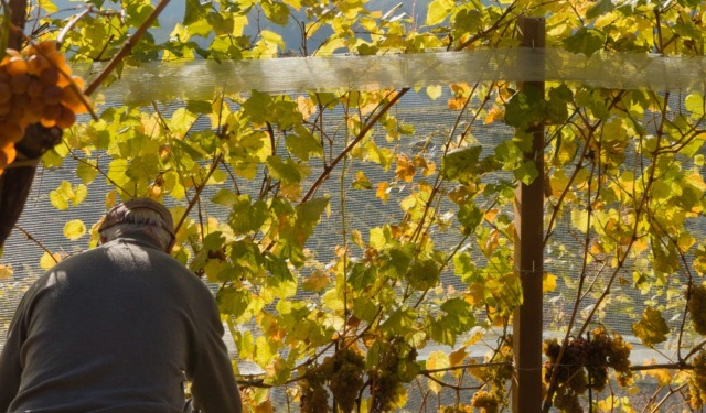 Vendemmia al via in Oltrepò Pavese: anticipo record per le alte temperature