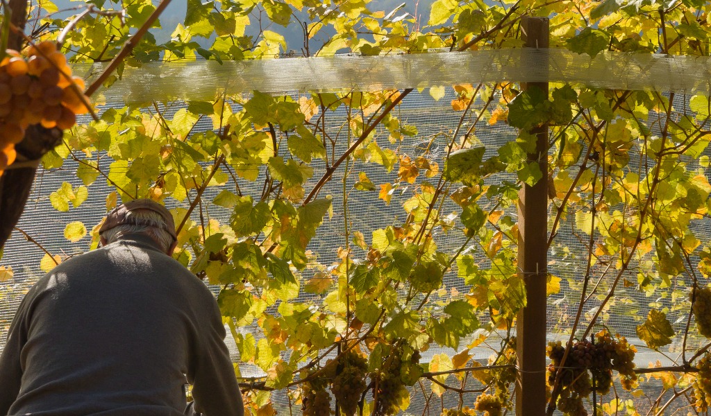 Vendemmia al via in Oltrepò Pavese: anticipo record per le alte temperature