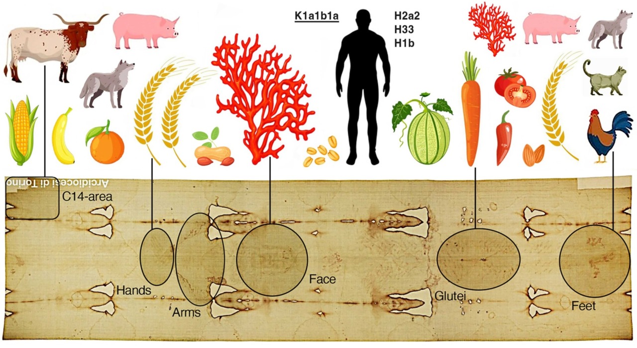 Il DNA della Sindone racconta secoli di storia: lo studio di Pavia e Padova analizza le tracce biologiche del telo