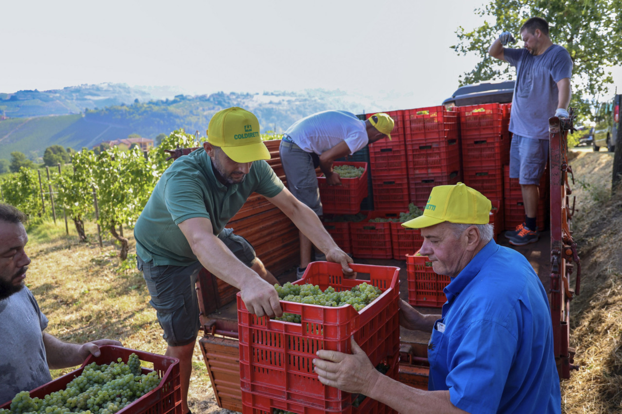 Caldo e siccità accelerano i tempi: in Oltrepò Pavese scatta la vendemmia più anticipata della storia