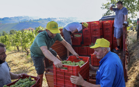 Caldo e siccità accelerano i tempi: in Oltrepò Pavese scatta la vendemmia più anticipata della storia