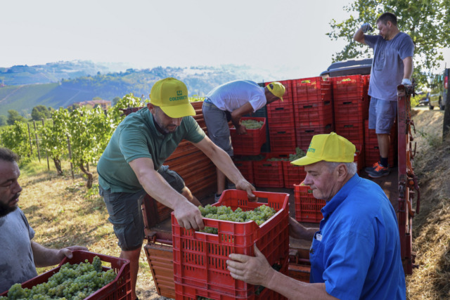 Caldo e siccità accelerano i tempi: in Oltrepò Pavese scatta la vendemmia più anticipata della storia