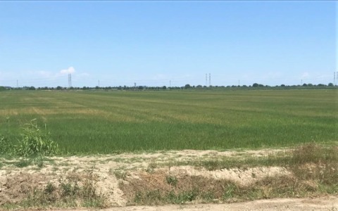 Siccità nel Pavese, riserve idriche dimezzate: a rischio la raccolta del riso