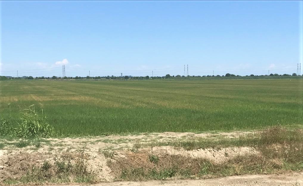 Siccità nel Pavese, riserve idriche dimezzate: a rischio la raccolta del riso