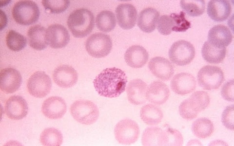 Microscopia avanzata dell’Università di Pavia: creata la piattaforma CALIPERS per analizzare il ciclo vitale delle cellule
