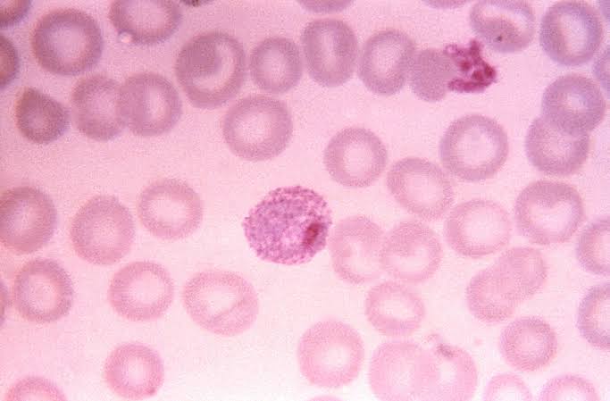 Microscopia avanzata dell’Università di Pavia: creata la piattaforma CALIPERS per analizzare il ciclo vitale delle cellule