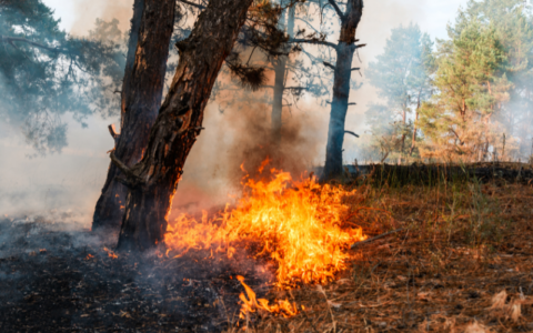 Incendi boschivi: in Lombardia è codice arancione, roghi anche nel Parco del Ticino e in Lomellina