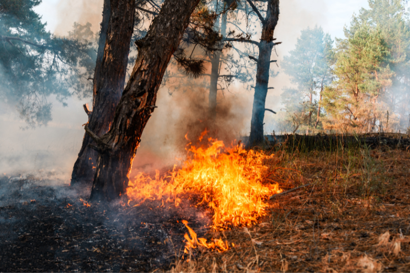 Incendi boschivi: in Lombardia è codice arancione, roghi anche nel Parco del Ticino e in Lomellina
