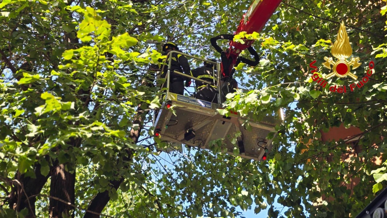 Maltempo a Pavia: al via le verifiche sulla stabilità degli alberi dopo la tempesta. Danni anche a San Pietro in Ciel d’Oro