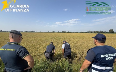Falso riso bio in Lomellina: maxi sequestro da 10 milioni di euro, nei guai 14 aziende agricole