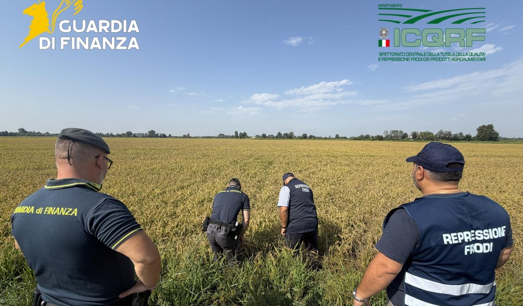 Falso riso bio in Lomellina: maxi sequestro da 10 milioni di euro, nei guai 14 aziende agricole