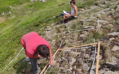 Piante d’alta quota in estinzione sulle montagne europee: lo studio dell’Università di Pavia