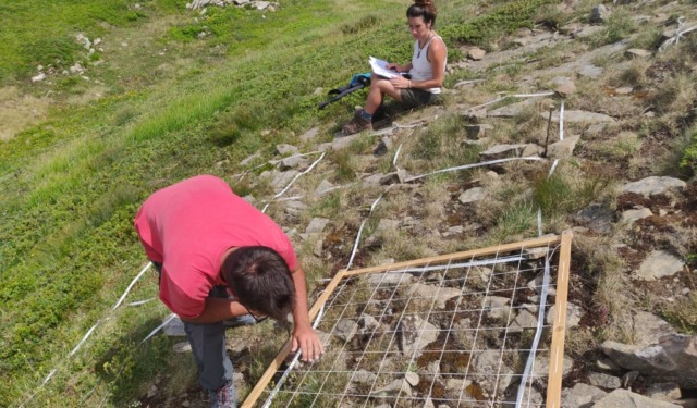 Piante d’alta quota in estinzione sulle montagne europee: lo studio dell’Università di Pavia