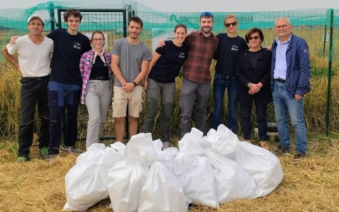 Riso, raccolta conclusa nei campi sperimentali del Pavese: al via le analisi sulle piante TEA